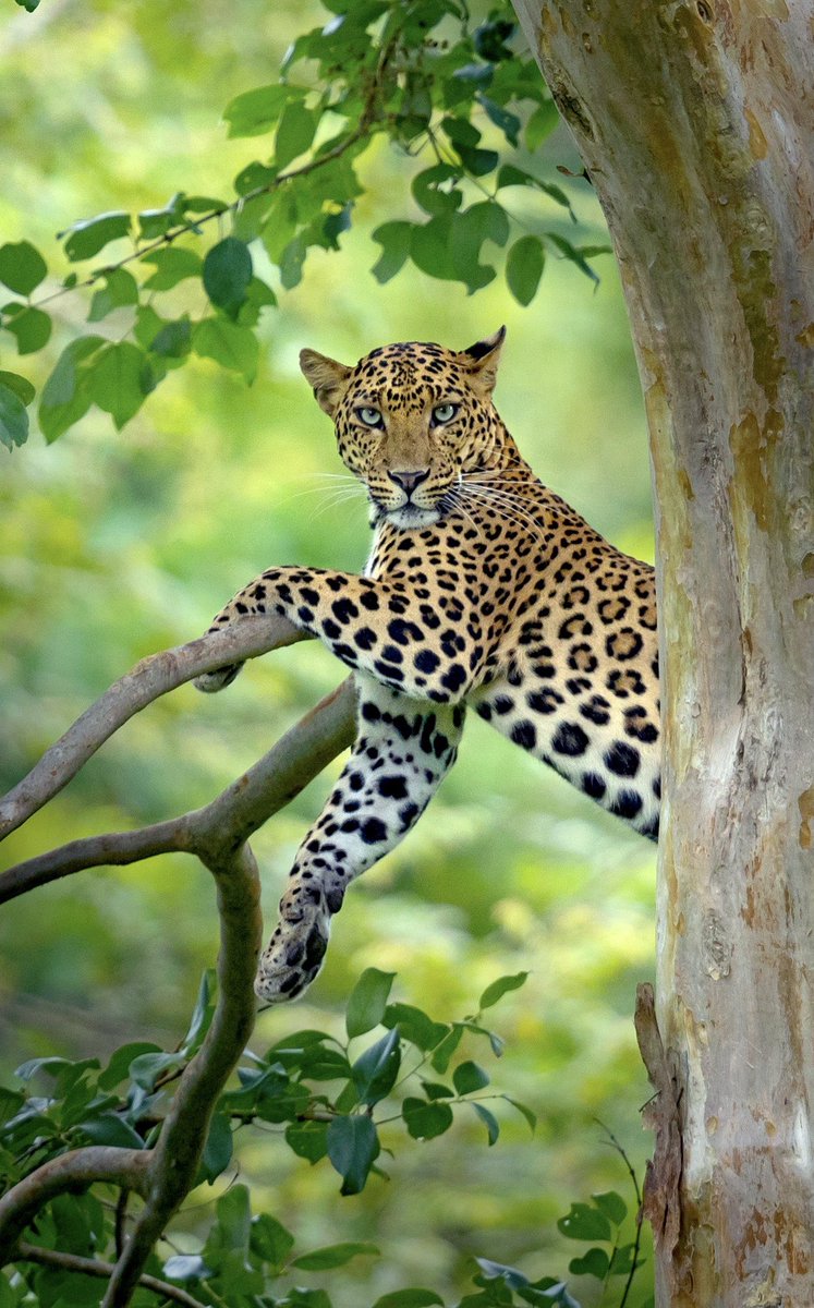 Arvindkarthik11's tweet image. The jungle which has the most special place in my heart, sharing a few special pictures from kabini 

Which is ur favourite picture ? 

#kabini #blackpanther #tiger #leopard