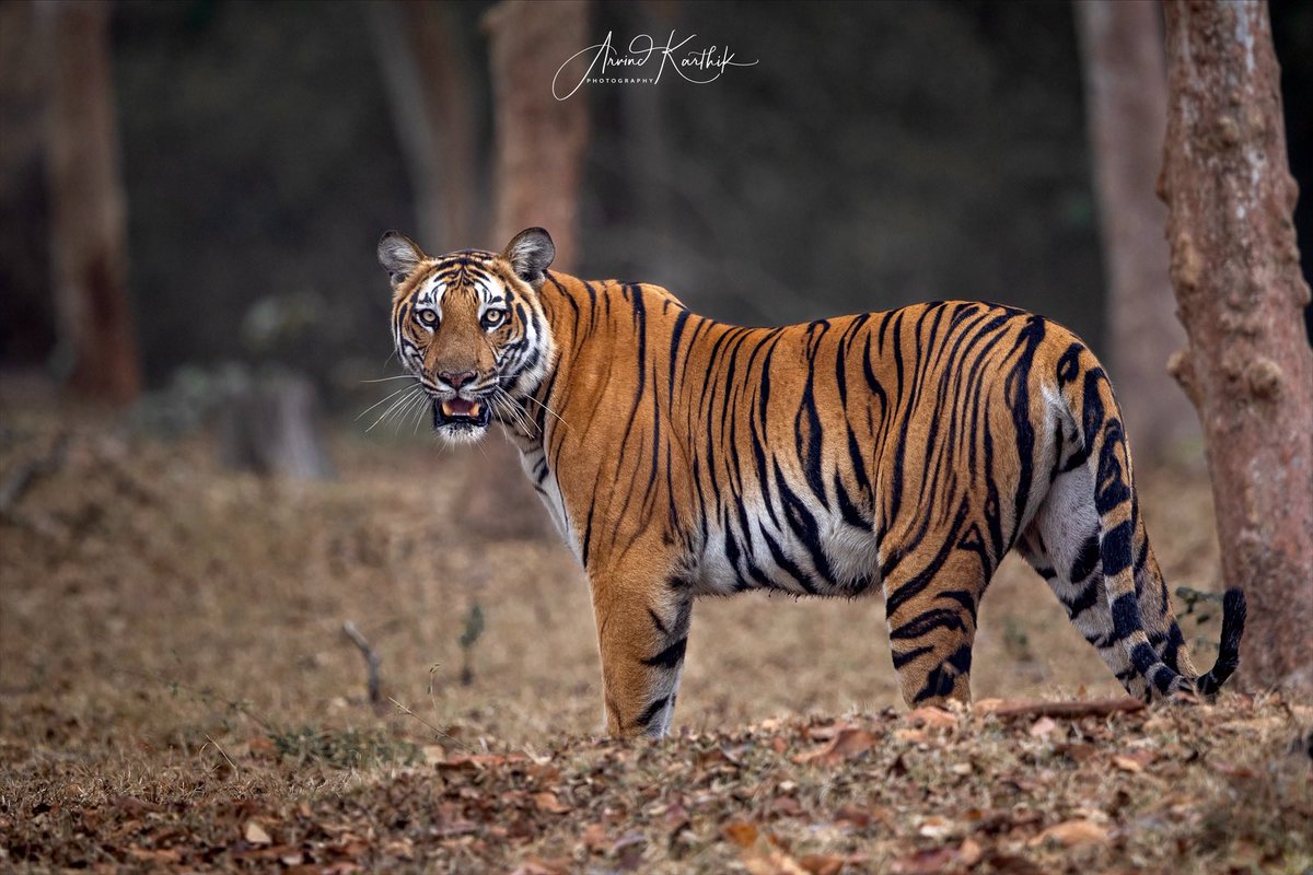 Arvindkarthik11's tweet image. The jungle which has the most special place in my heart, sharing a few special pictures from kabini 

Which is ur favourite picture ? 

#kabini #blackpanther #tiger #leopard