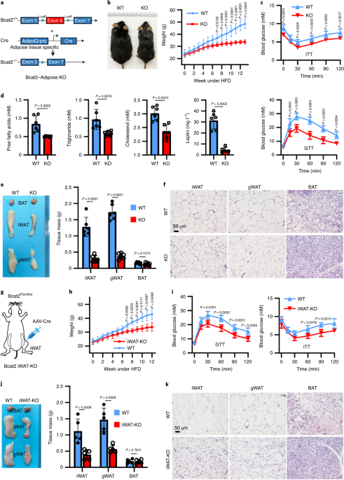 NatMetabolism's tweet photo. Online now! BCAA–BCKA axis regulates WAT browning through acetylation of PRDM16 https://t.co/sq2gVgriAs https://t.co/0uksYgHH4w