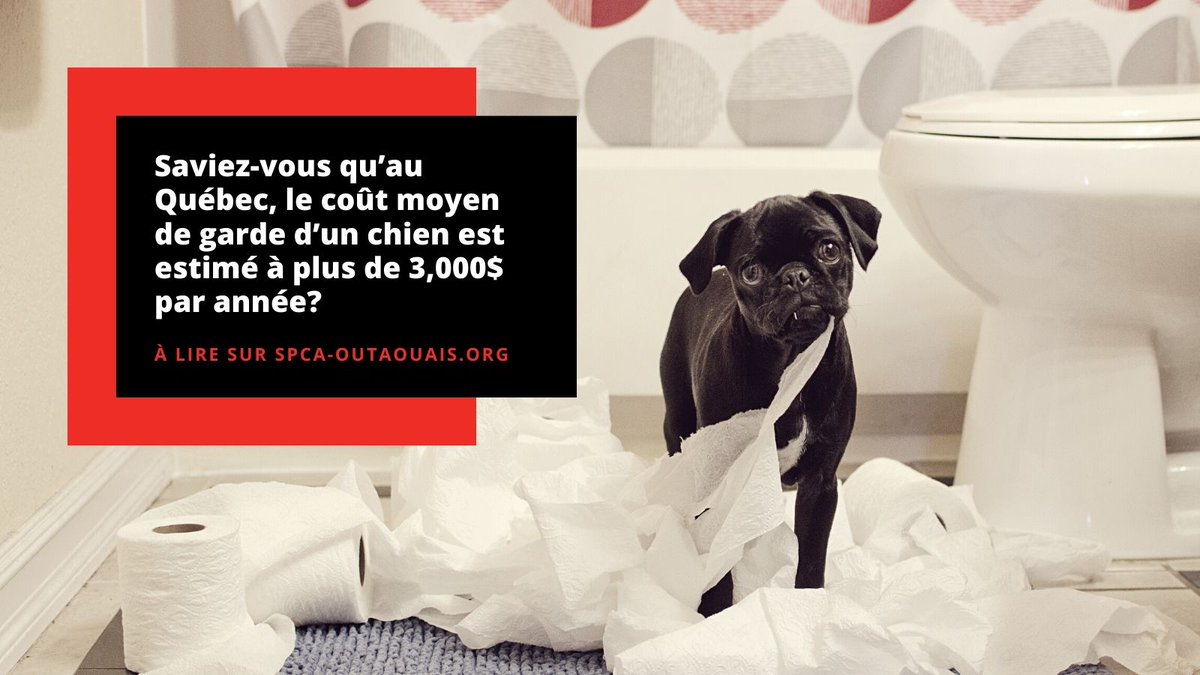 Adopter un chiot: êtes-vous prêts? 

En tant que gardien de chien, il sera de votre responsabilité de veiller au bien-être et à la santé de votre chien toute sa vie.

À lire sur le blogue🔗spca-outaouais.org/nouvelles/blog…