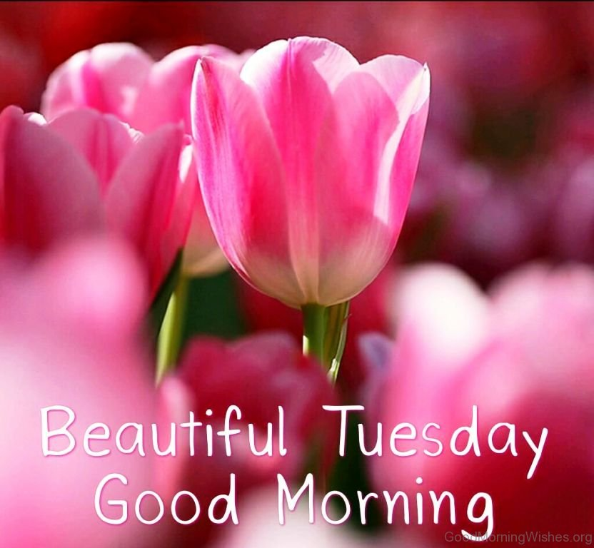 UB_Mercer's tweet photo. Hello and good morning everyone! We hope you all have a beautiful morning! https://t.co/mnmNEziFx1
