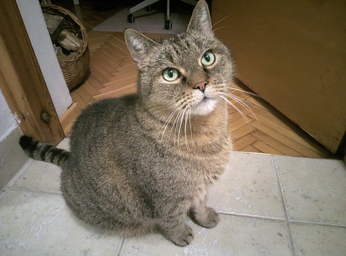 dos1's tweet photo. Dyzio is judging you #shotonlibrem5 https://t.co/WsuFGOV689