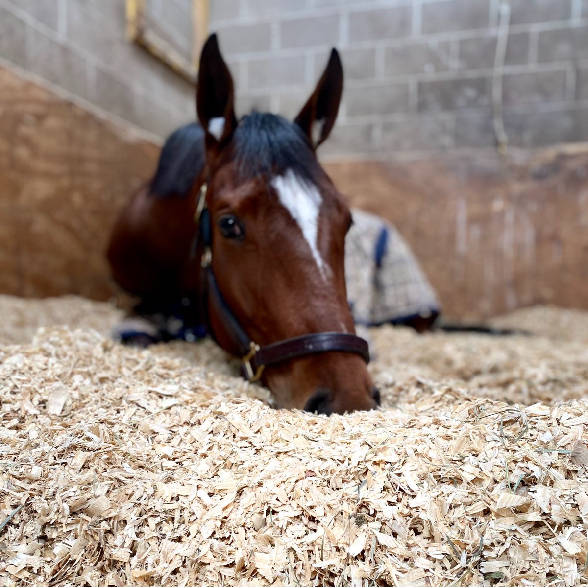 Stonestreet tweet media