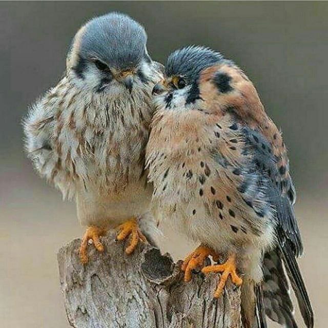 والرُّوحُ لِلرُّوحِ تَدرِي مَن يُلاطِفُهَا
كَالـطَّيرِ لِلطَّيرِ فِي الإنشَادِ مَيَّالُ