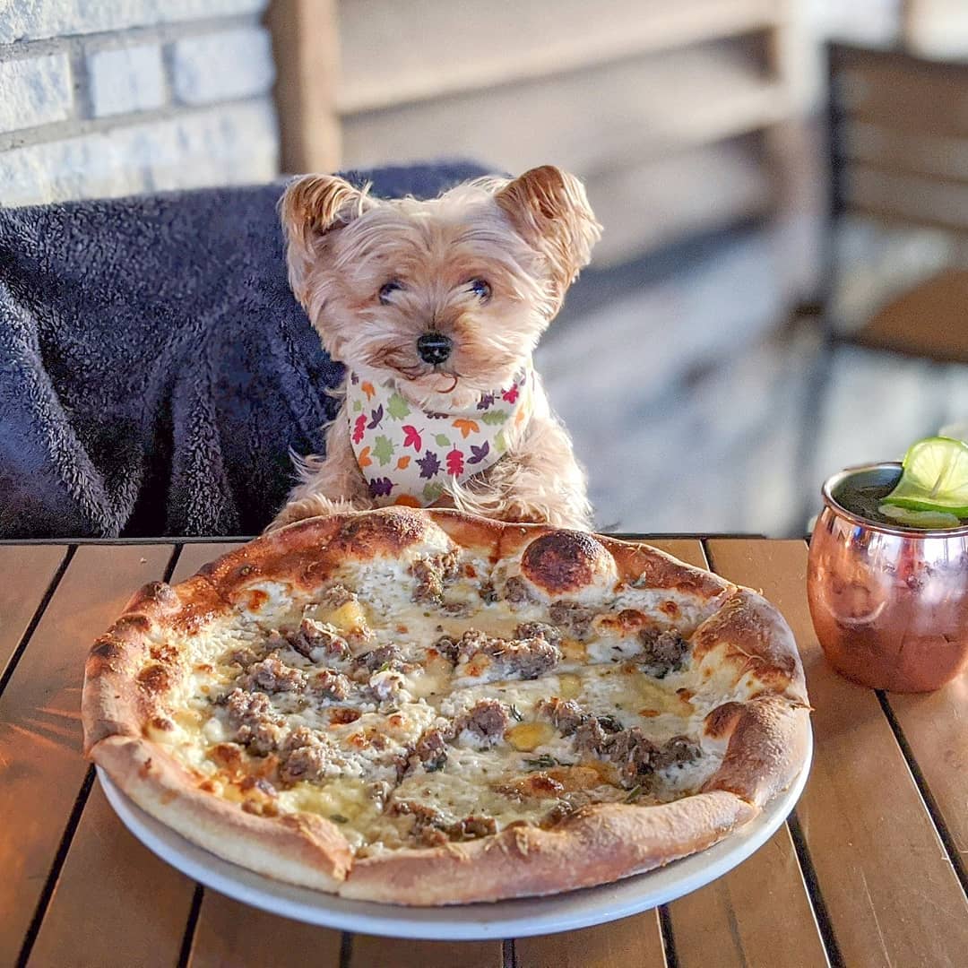 FiresidePiesDFW's tweet photo. An ode to some of our Fireside Pies patio pups to start this week off right. 
•
🐾 📷 : 
@Lennon_yorkie 
@SashaZavala
@WorldofJaxonMorkie
@ScoobstheCorgi https://t.co/FQhrdbGEZ5