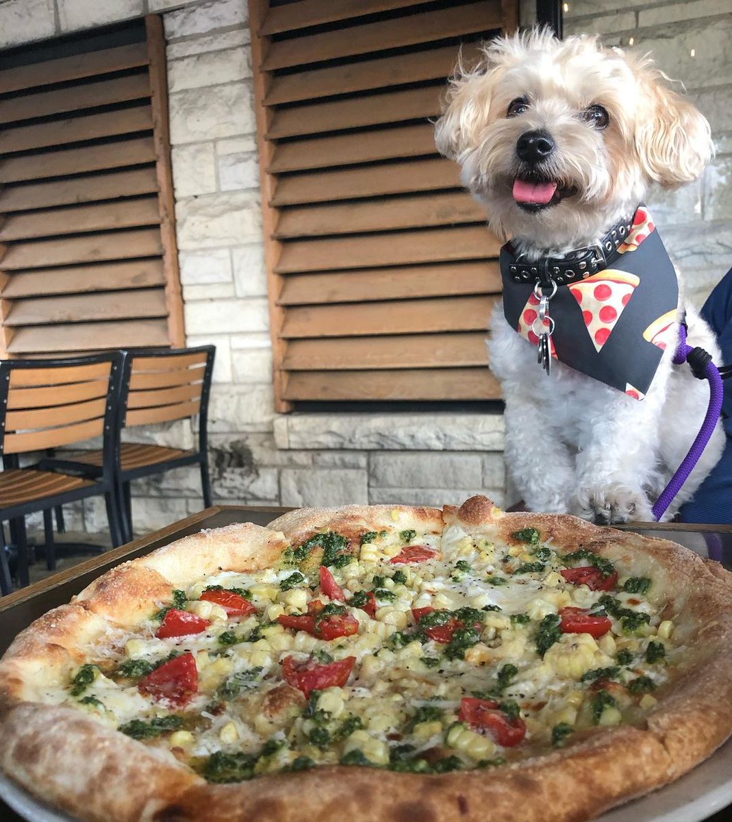 FiresidePiesDFW's tweet photo. An ode to some of our Fireside Pies patio pups to start this week off right. 
•
🐾 📷 : 
@Lennon_yorkie 
@SashaZavala
@WorldofJaxonMorkie
@ScoobstheCorgi https://t.co/FQhrdbGEZ5