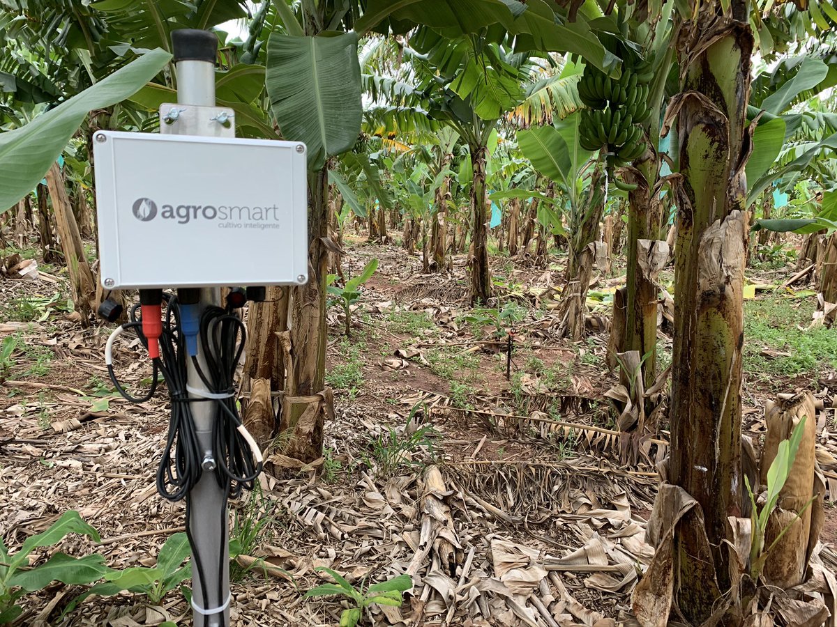 Mauri_Britez's tweet photo. Desde @agrosmartBR somos parte de esto! En San Pedro, Monitoreamos plantaciones de banana y realizamos recomendaciones de riego con IA ahorrando agua, energia e insumos, produciendo cada vez más y mejor en la misma superficie.

#AgTech para una producción más eficiente! https://t.co/Iyxu9pavAW