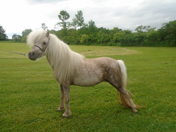 miniature pony for sale nc