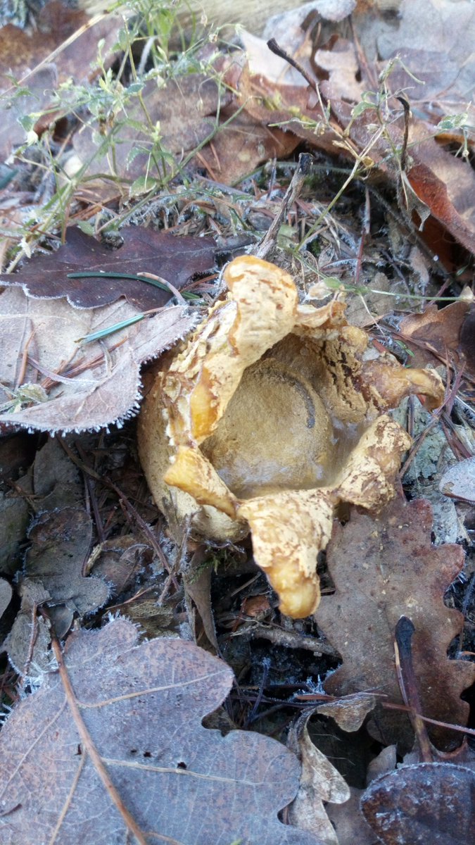 LX8111's tweet photo. An exploded #CommonEarthball for #MushroomMonday. #Pilze #Mushroom #Fungi https://t.co/zhVvAUYAeE