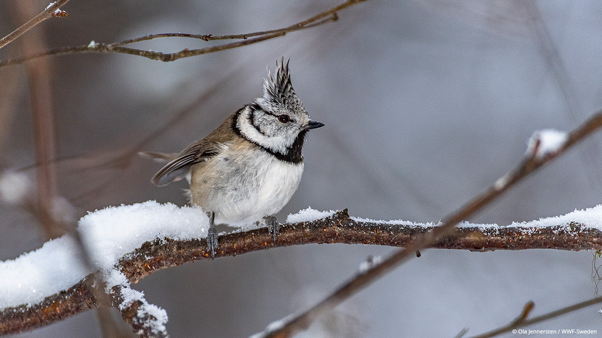WWFCymru's tweet image. Look at this crested tit starting the week in style with a smart Mohican! ✂️ 

It’s so important that we protect our #OneSharedHome and all its wonderful wildlife. 

#MondayMotivation
