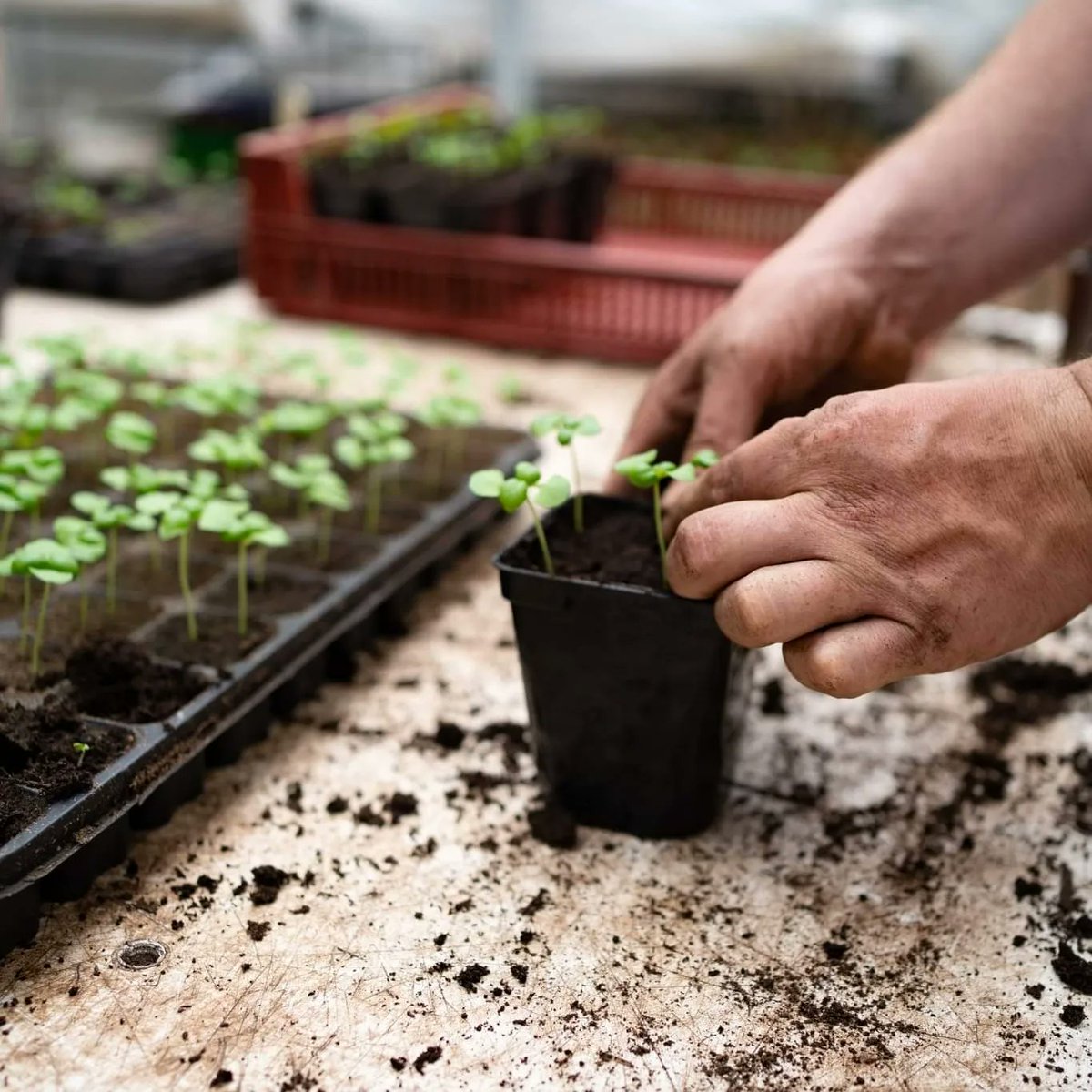 La_SAUGE's tweet photo. 📣 La SAUGE recrute ! 📣

Nous recherchons notre prochain.e Responsable de la
production agricole participative (secteur IDF) en CDI  🌱

Le poste t'intéresse ? Toutes les infos ici 👉 https://t.co/kJg7QRo5Y2 https://t.co/fV1TELAP05