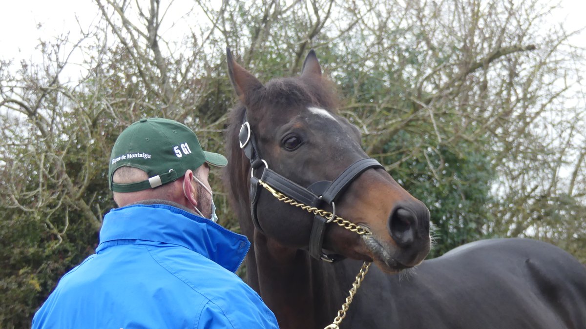 seenthestars's tweet photo. Route des Etalons: something for everyone @HarasMontaigu #Flintshire #NoRiskAtAll #JimmyTwoTimes #BeaumecDeHouelle https://t.co/WpdaQT0PFv