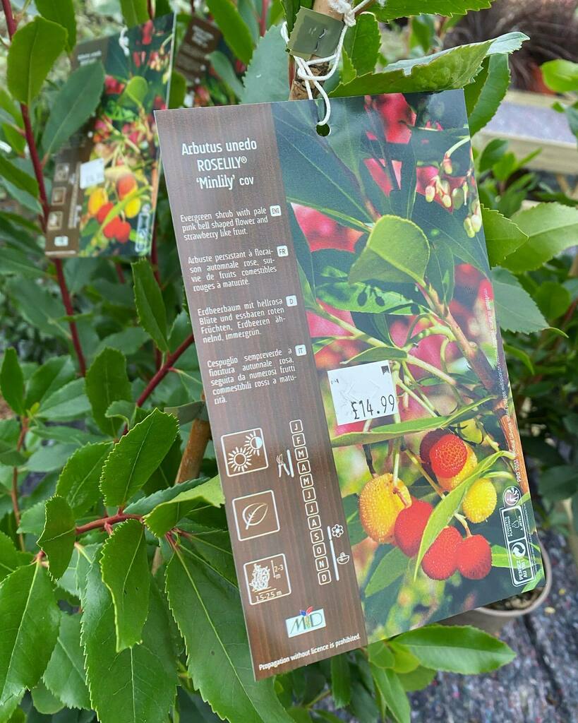ToftwoodGC's tweet photo. Arbutus unedo roselily 'mini lily' £14.99 

I adore the strawberry tree, an invaluable medium-sized evergreen which is draped in its dazzling-coloured fruits just when you most need garden colour from autumn to the start of winter. Ours often holds its f… https://t.co/flXAuikOQF https://t.co/iamq17MRuG