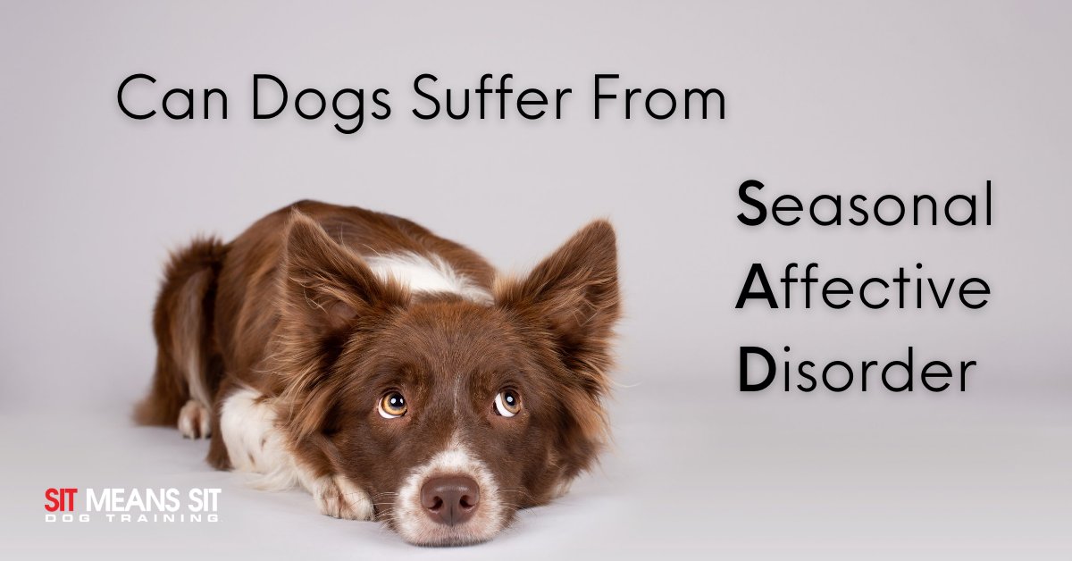 SMSTulsa's tweet photo. Can Dogs Suffer from Seasonal Affective Disorder? | https://t.co/3zhpzxgGen https://t.co/lqjI0Z8LrY