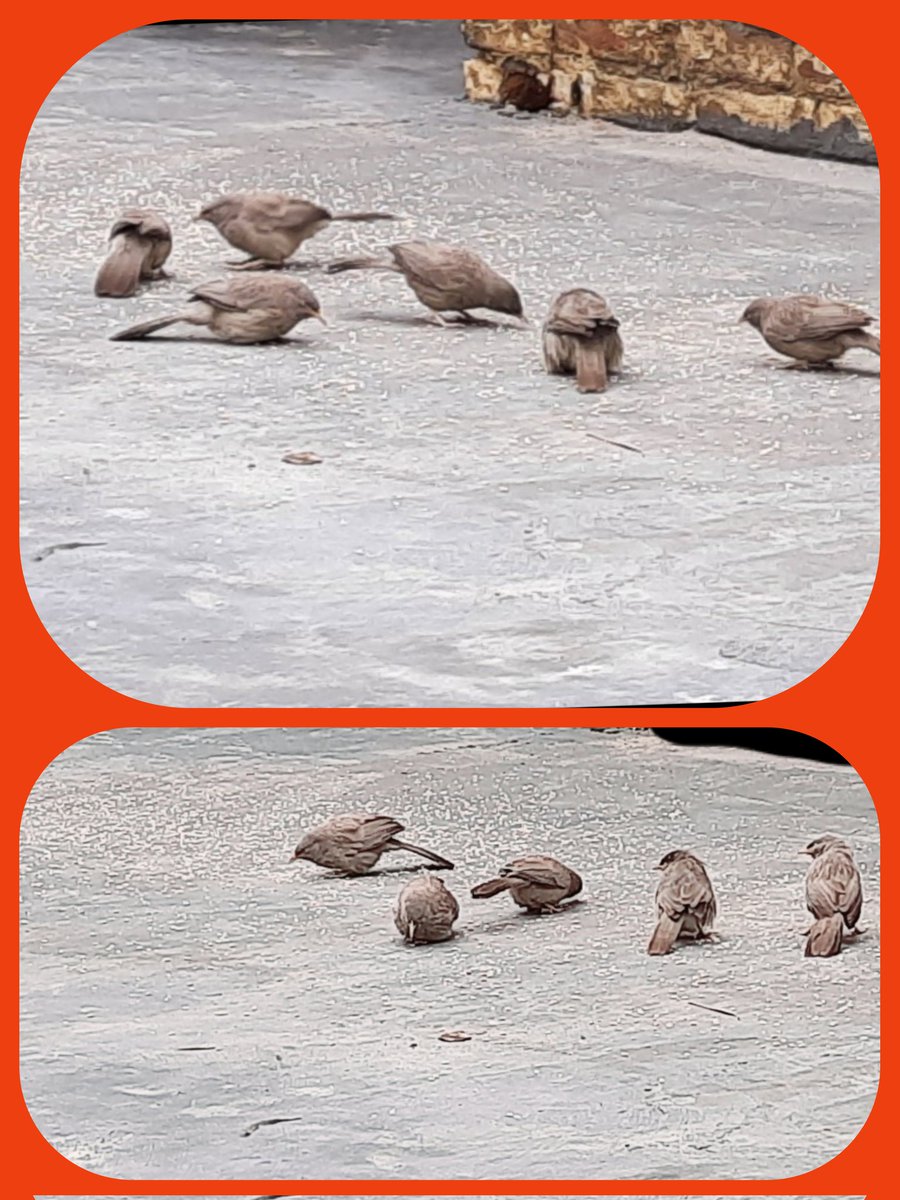 drjeetenderpau's tweet photo. Dear Friends,Today it was another #VeryColdDay in Punjab.Before going to my office i just put some #MultipleGrainFood for Birds outside my Home.Within no time Couple of #BeautifulBirds came & #StartedEnjoyingThierFood.Today's #ExperienceWasTouching.
Thanks #BEERHSOCIETY @Support https://t.co/SGxynjgJuS