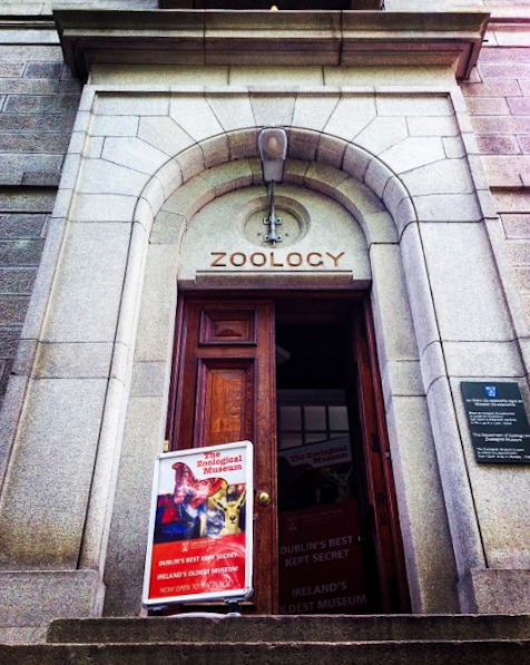 dublin_discover's tweet photo. Zoological Museum, Trinity College – Another hidden gem with the grounds of the university, this museum started life back in 1777 with its collection being housed in the Reagent House. It moved to its current location in 1876, &amp; today holds specimens ranging from insects to...~1 https://t.co/wB2HKJfl9J