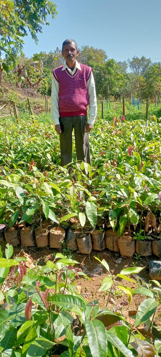 राज्य में चलाई जा रही दीदी बाड़ी योजना पौधे से पेड़ बनने की ओर अग्रसर होने लगा है।गुमला के रायडीह स्थित सिलम गांव निवासी माइकल कड़ी मेहनतऔर राज्य सरकार के सहयोग से अपने क्षेत्र के किसानों को जागरूक करने के साथ-साथ अपने परिवार को विकास के नए आयाम तक ले जाने की डगरपर अग्रसर हैं।