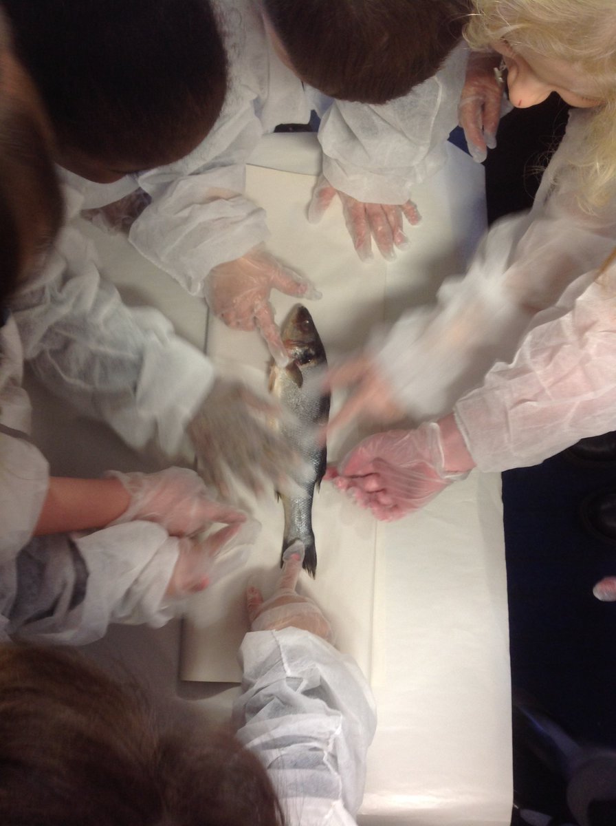 MissJonesEHU's tweet photo. Year 1 examined a sea bass today in science! They touched it, looked at it with magnifying glasses, labelled it and drew sketches of their observations. Really enjoyed teaching this lesson… did not enjoy bringing the fish to school with me on the bus! https://t.co/RDc9FU6Vuc