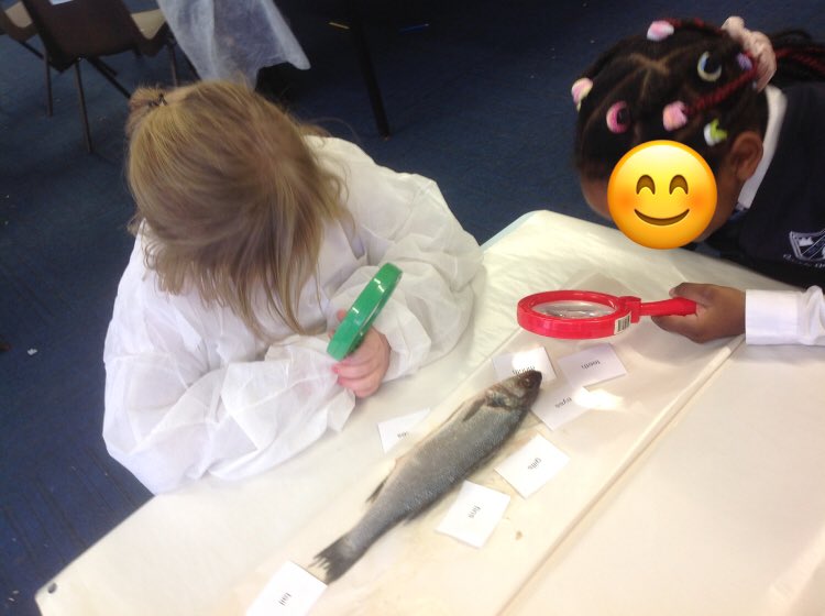 MissJonesEHU's tweet photo. Year 1 examined a sea bass today in science! They touched it, looked at it with magnifying glasses, labelled it and drew sketches of their observations. Really enjoyed teaching this lesson… did not enjoy bringing the fish to school with me on the bus! https://t.co/RDc9FU6Vuc