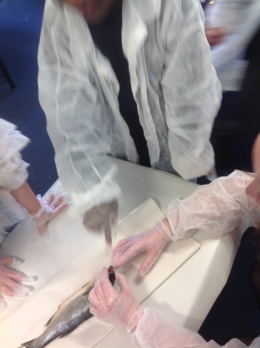 MissJonesEHU's tweet photo. Year 1 examined a sea bass today in science! They touched it, looked at it with magnifying glasses, labelled it and drew sketches of their observations. Really enjoyed teaching this lesson… did not enjoy bringing the fish to school with me on the bus! https://t.co/RDc9FU6Vuc