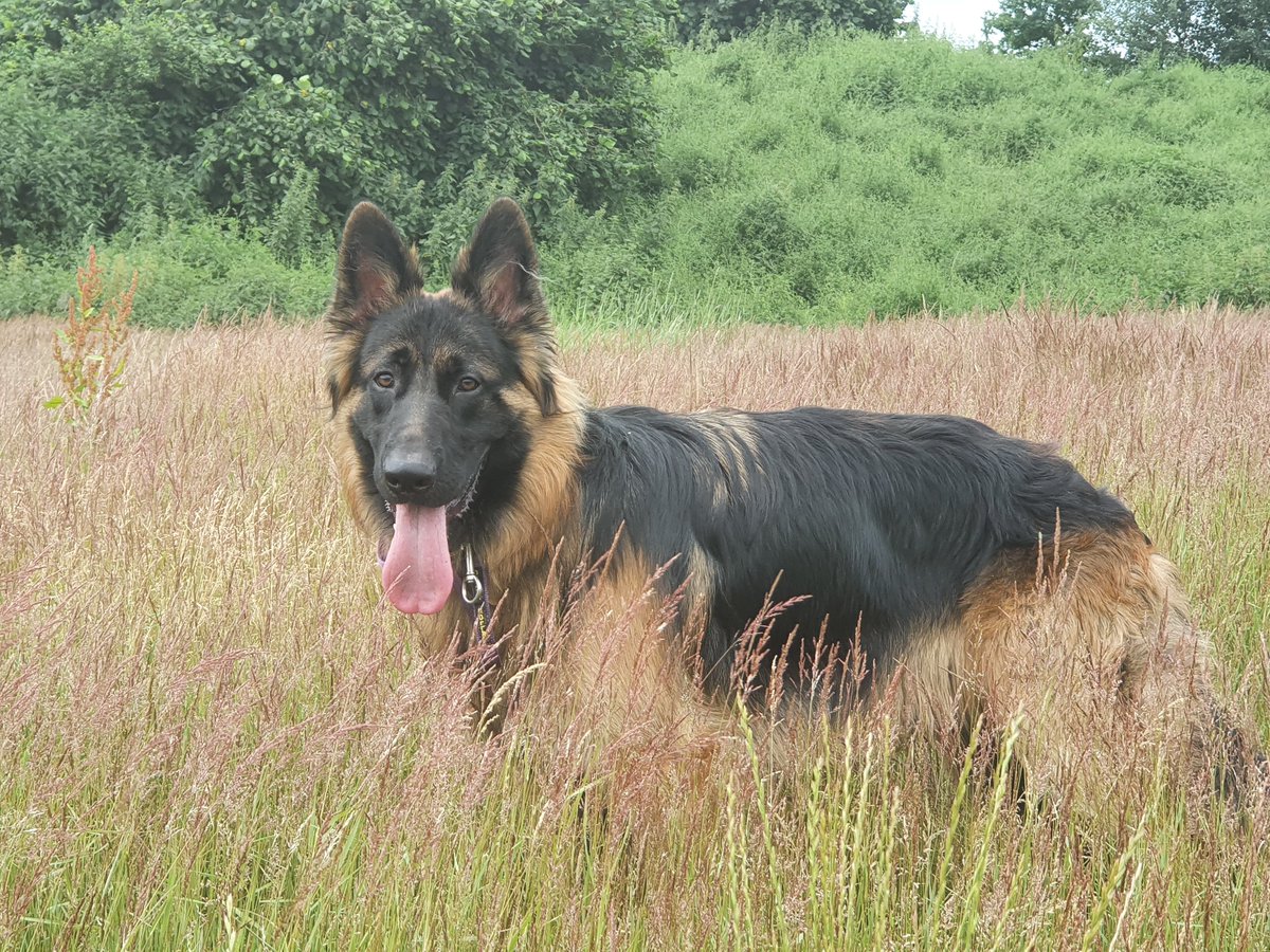 Been getting fried mince on my meals as vet says I'm a bit too lean.

#GoodTimes