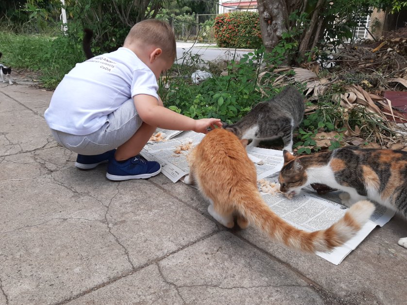CeDA_Cuba's tweet photo. Nos sumamos a la iniciativa de @pasos_cuba 
Educa a tu hijo en el cuidado de los animales.
🐾💜
#Por1MejorSociedadParaTodos https://t.co/p1hwQ5Y3YY