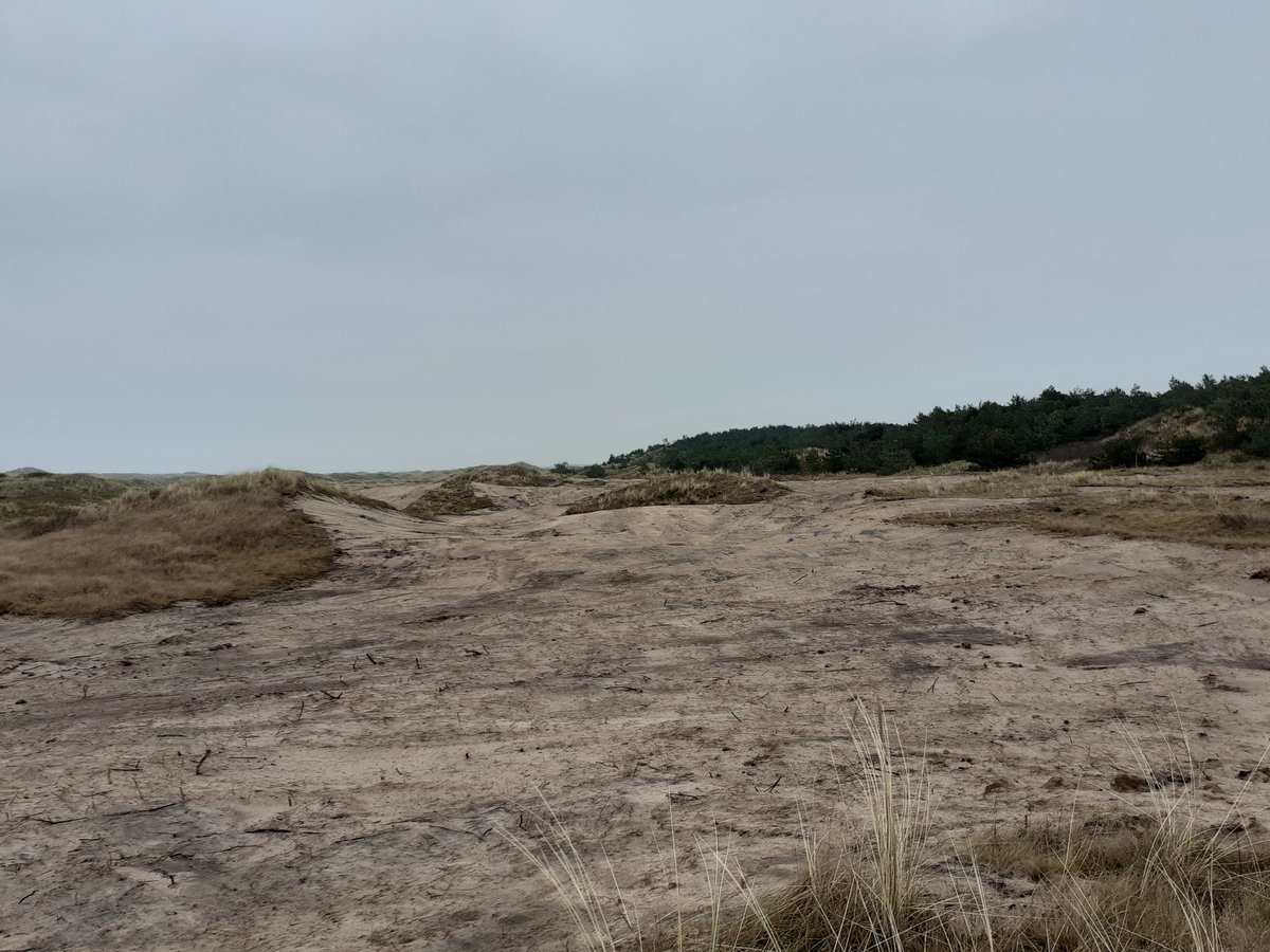 Bosw8erBertwin's tweet photo. De Amerikaanse vogelkers is inmiddels verwijderd en het gebied geplagd. Waar geen struiken stonden is de vegetatie ongemoeid gelaten. Ook is de aanwezige meidoorn is gemarkeerd en gespaard gebleven. De roodborsttapuit zat al in een van de toppen. #Vlieland https://t.co/2D9GhoGDNv