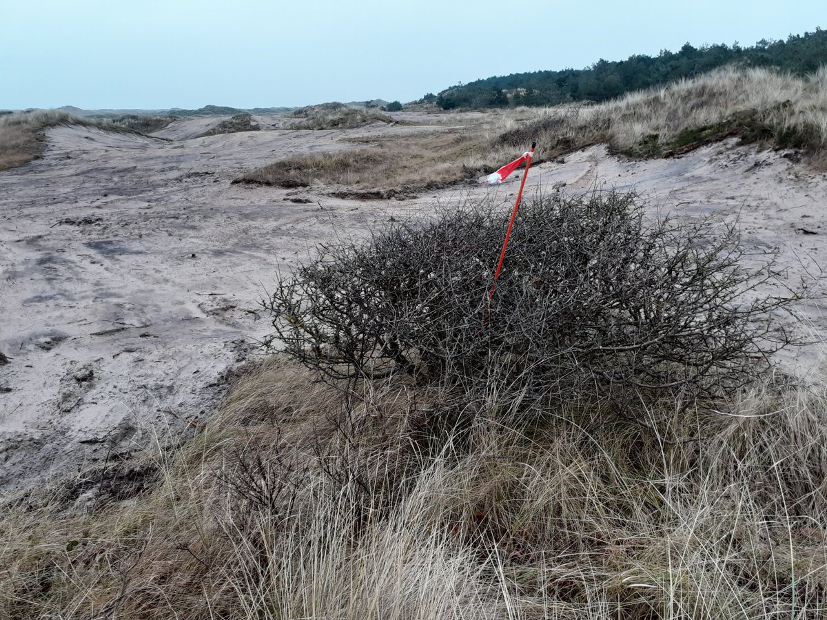 Bosw8erBertwin's tweet photo. De Amerikaanse vogelkers is inmiddels verwijderd en het gebied geplagd. Waar geen struiken stonden is de vegetatie ongemoeid gelaten. Ook is de aanwezige meidoorn is gemarkeerd en gespaard gebleven. De roodborsttapuit zat al in een van de toppen. #Vlieland https://t.co/2D9GhoGDNv