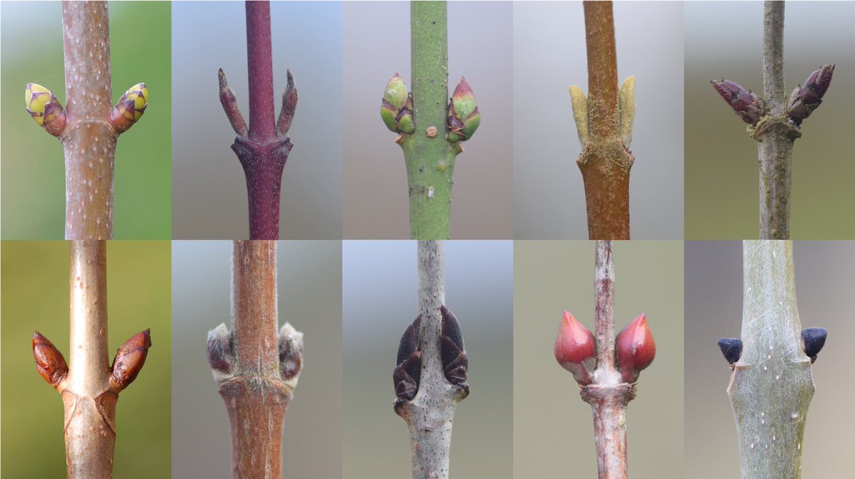 LeifBersweden's tweet photo. Winter tree buds providing hope and promise of spring 🌿 aren’t they so cool?!

IDs below ⬇️ https://t.co/ncue14p2qi