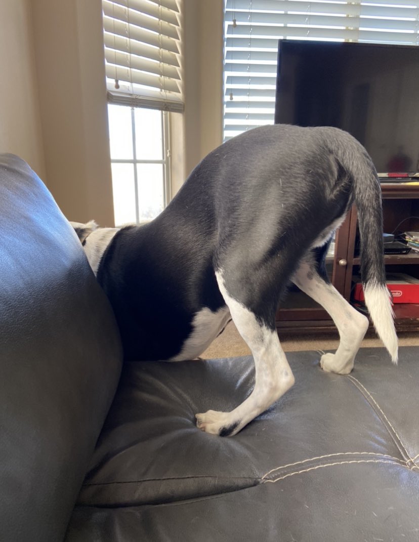 Boinglemom's tweet photo. I hate when my mom catches me looking awkwardโฆ. There was a fly, I heard it right there between the window panes! #dogsoftwitter #boingle #pupbutt https://t.co/R9GQOGxyOO