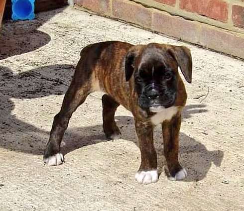 Our old Twinkle Boxer dog, the day we fell in love with her. Miss her so much ❤