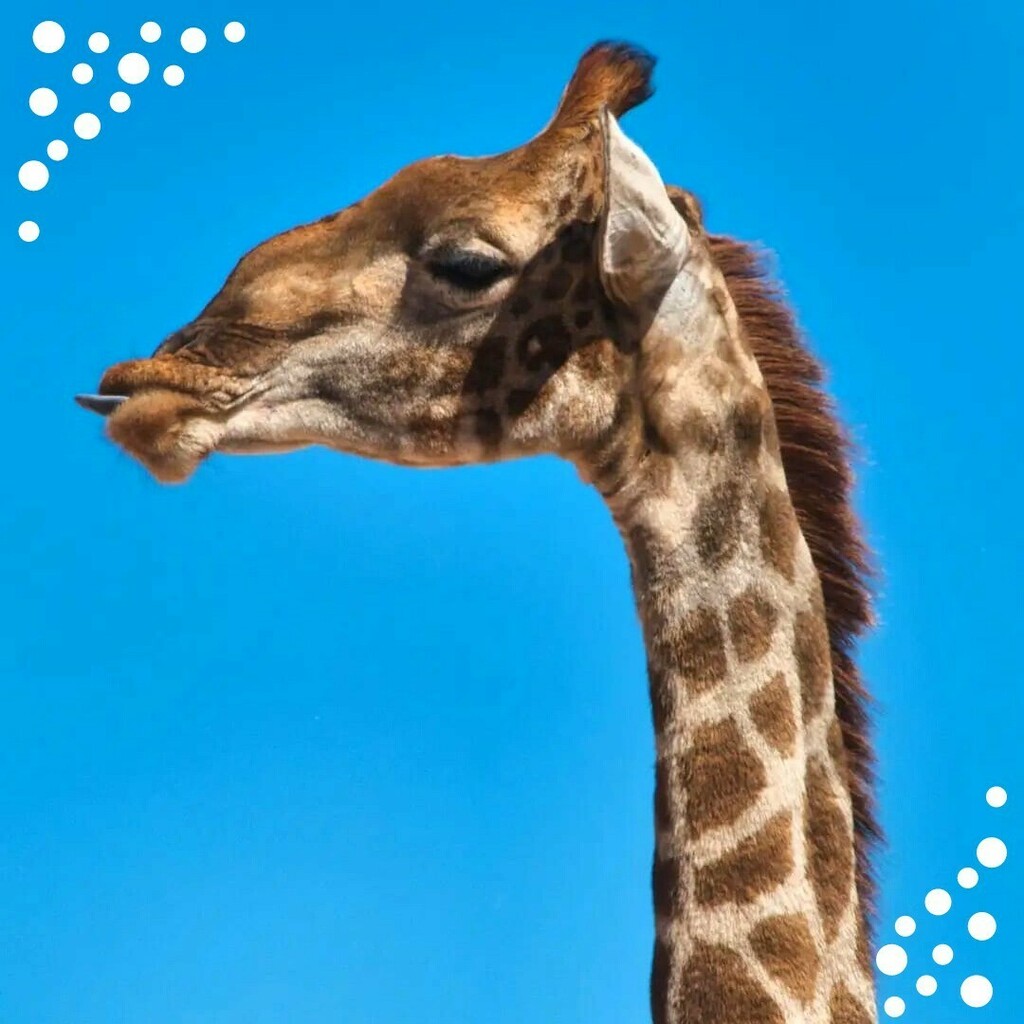 Freepackers's tweet image. @babyface_2902 est partie sur notre projet animalier en Namibie.🦁

“Pour ce qui est de ce voyage en tant que volontaire en Namibie, j'ai vraiment adoré ! 🤩

C'était la meilleure expérience de ma vie. J'y ai fait des rencontres irremplaçables et le fa… instagr.am/p/CZHtOnIIq2l/