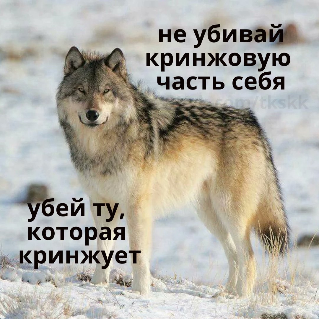 yes_sey_'s tweet photo. @chudo_ne7 НеТ, вОлКи https://t.co/LkaNX3sbgx
