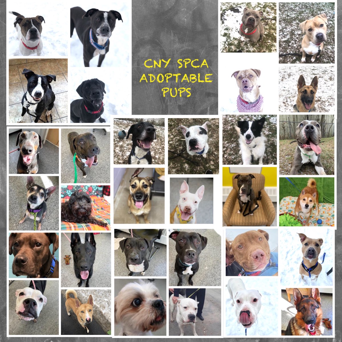 CNY_SPCA's tweet photo. Top of this #MondayAfternoon! Our #AdoptablePups are sending you great #MondayVibes! Wishing you great week! If you’re looking for a k9 companion, check them out at: https://t.co/D6KwQ94dUb & email frontdesk1@cnyspca.org w/inquiries https://t.co/aKUuIBJzCS