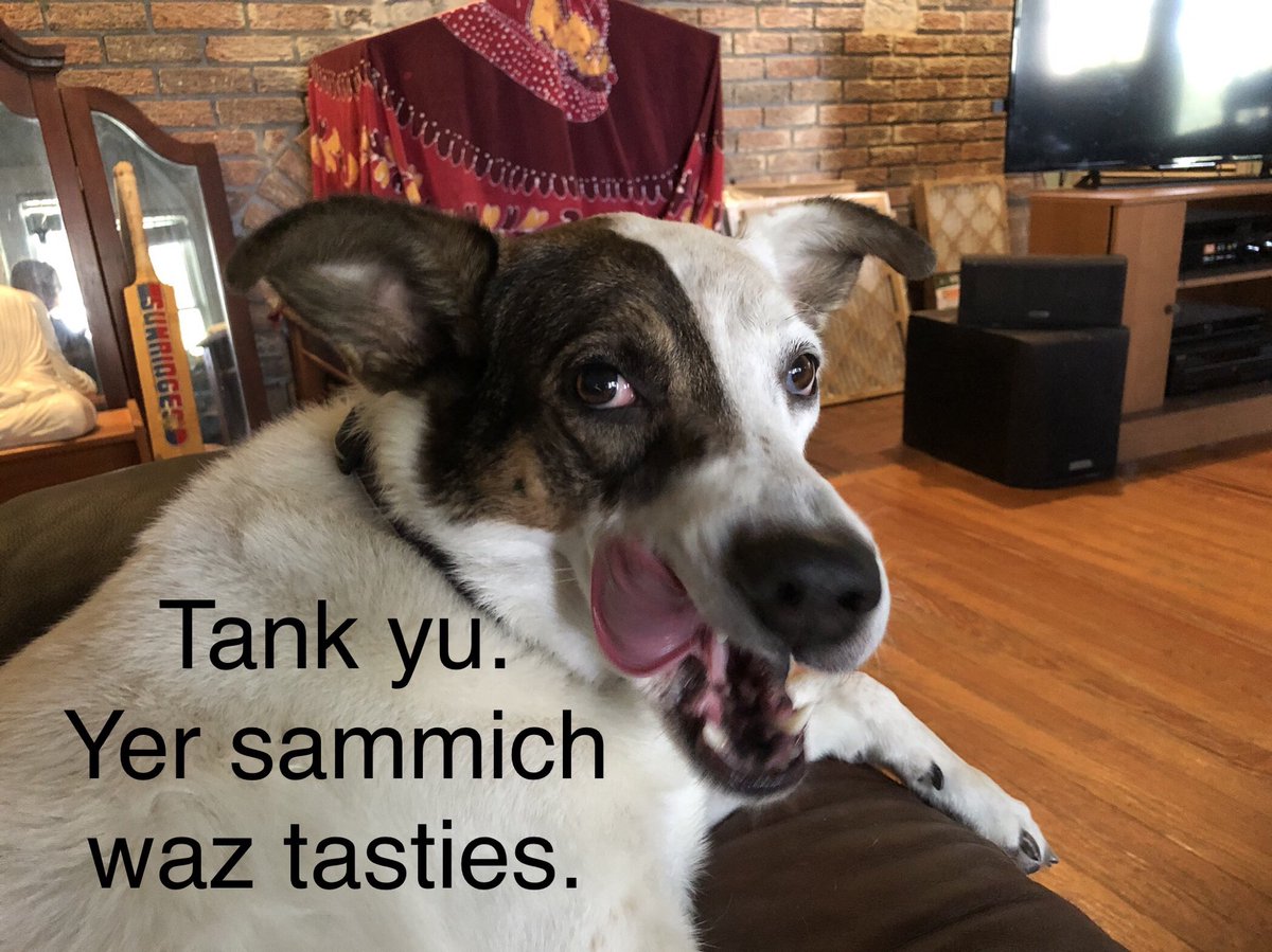 Sammich thief!! 🤣🤣🐾❤️🐶
#dogsoftwitter