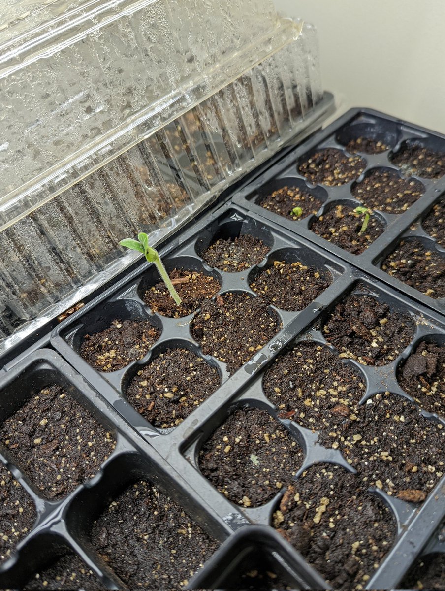 Jake Rutski tweet media