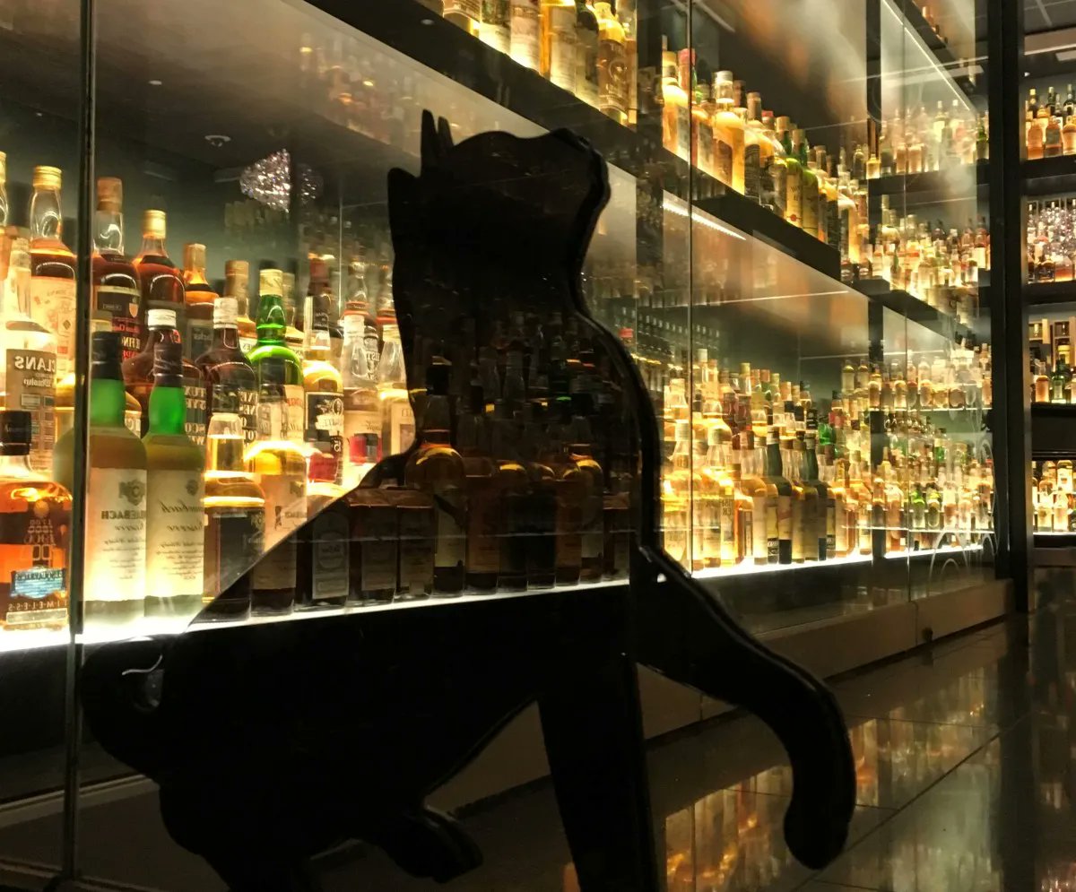 🐱 As the moon rises on Feb 1st we will be seeing in the Year of the Tiger. While we might not be able to boast any big cats here in Scotland – our home-grown distillery cats, show more than their fair share of ambition &amp; personality. buff.ly/3H1lWnK <a href="/ScotchWhiskyExp/">The Scotch Whisky Experience</a>