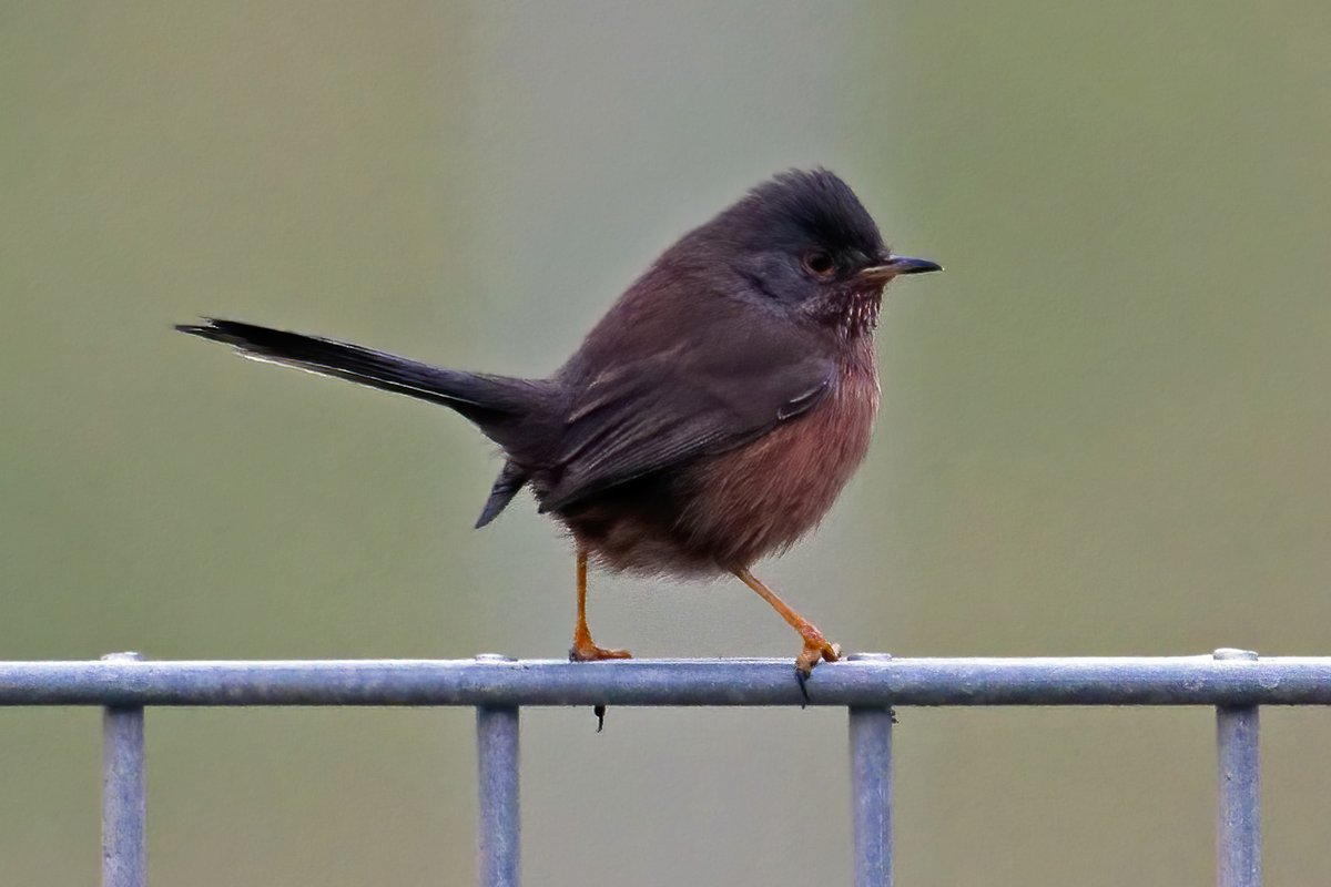 Was very pleased to catch up with the Dartford Warbler at <a href="/RSPBRainham/">RSPB Rainham Marshes</a> today. Many thanks to all who pointed me in the right direction to find it!
#Winterwatchlist #Winterwatch