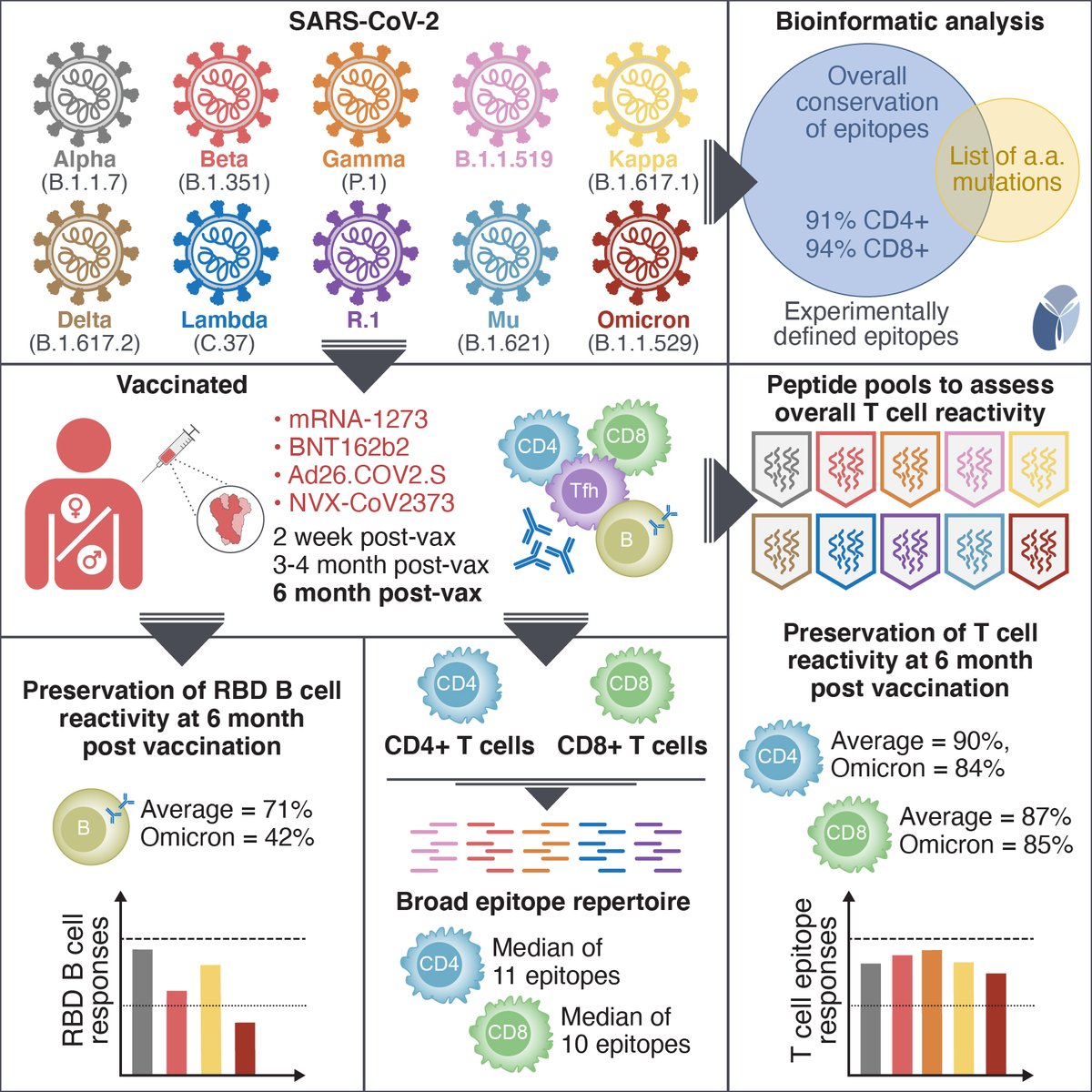 I'm happy to say that our paper is now in <a href="/CellCellPress/">Cell</a>! Our data show that T cell responses to #SARSCoV2 are largely preserved with variants (including #omicron) in COVID-19 vaccinees. 
The result of hard work and great collaboration between  <a href="/SetteLab/">Alessandro Sette</a> and <a href="/profshanecrotty/">Prof. Shane Crotty</a> labs
