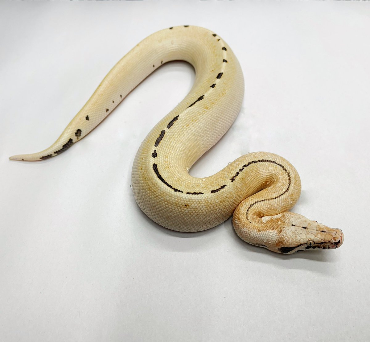 BrassmanRep's tweet image. Damn, he’s pretty! GE Ivory het T+

#bloodpython