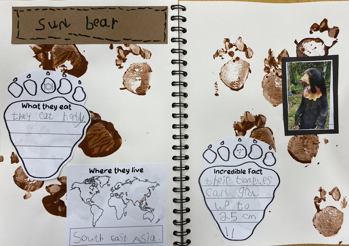 stdavidsrc2017's tweet photo. Dosbarth 1 have been busy researching real bears of their choice๐ป We now know what they eat, where they live and have found out some truly incredible facts out about them. #sdpsy1 #ambitiouscapablelearners #topic #learningjournals #pupilvoice #homelinks https://t.co/mr4RcMrrST