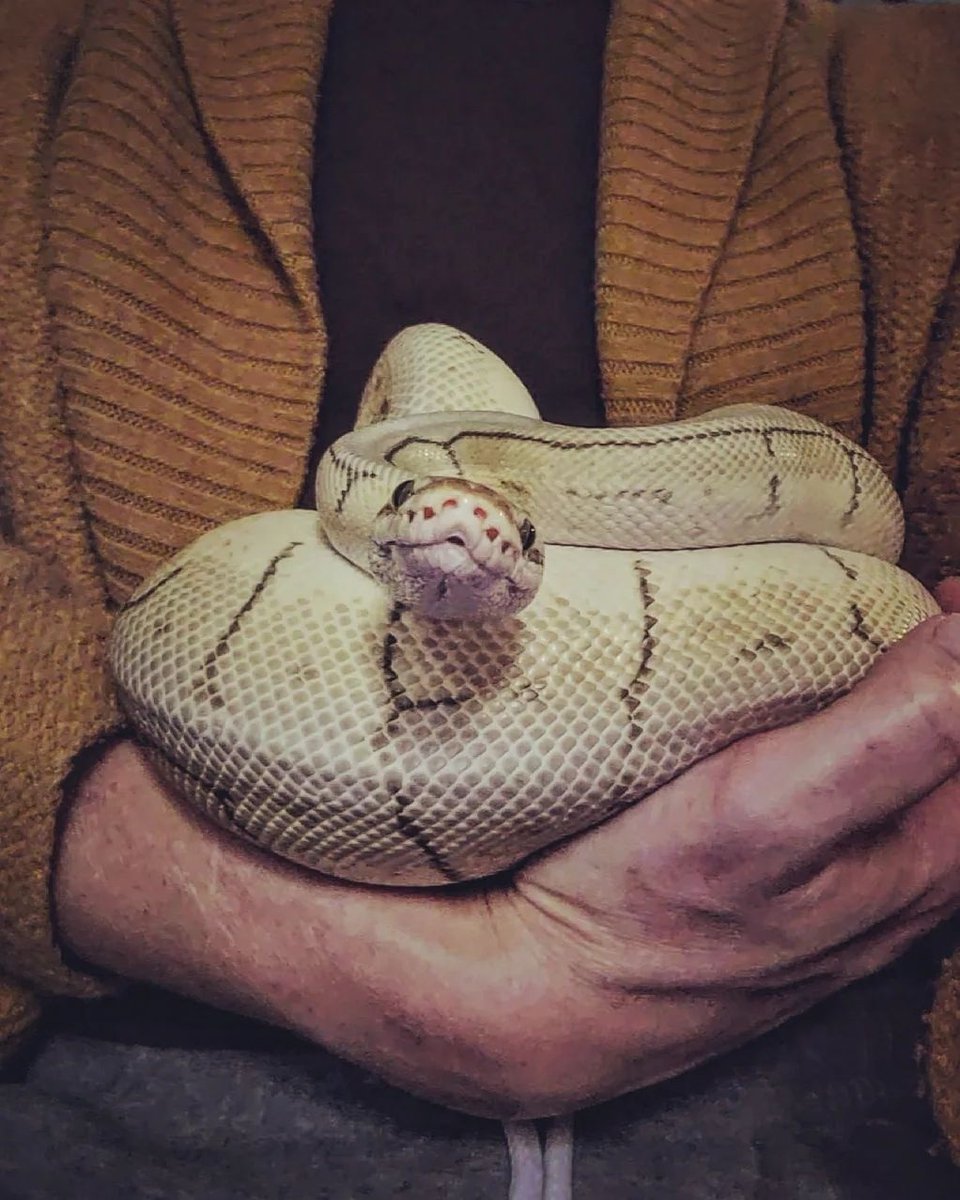 AnimalOrthocare's tweet photo. There's no one size or type of pet that can have a disability. This snake has neurological issues but is a sweet pet nonetheless! 🐍😍

Photo Credit: @eternal_paws

#didyouknow #snake #petswithdiabilities #neurologicalissues #sweetbaby #sweetsnake #sssnake #neurological #petcare https://t.co/CqKtPsMRNQ