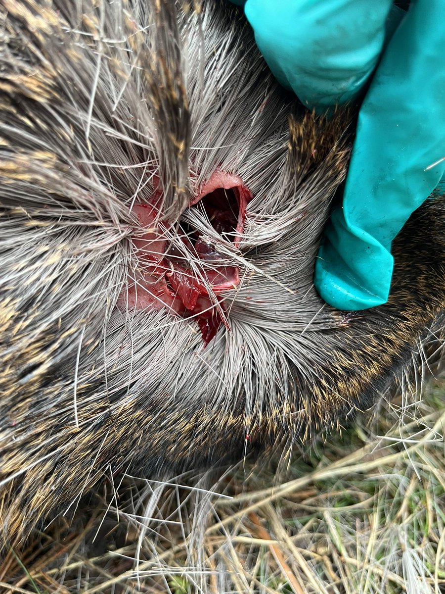 Jan Meesters tweet media