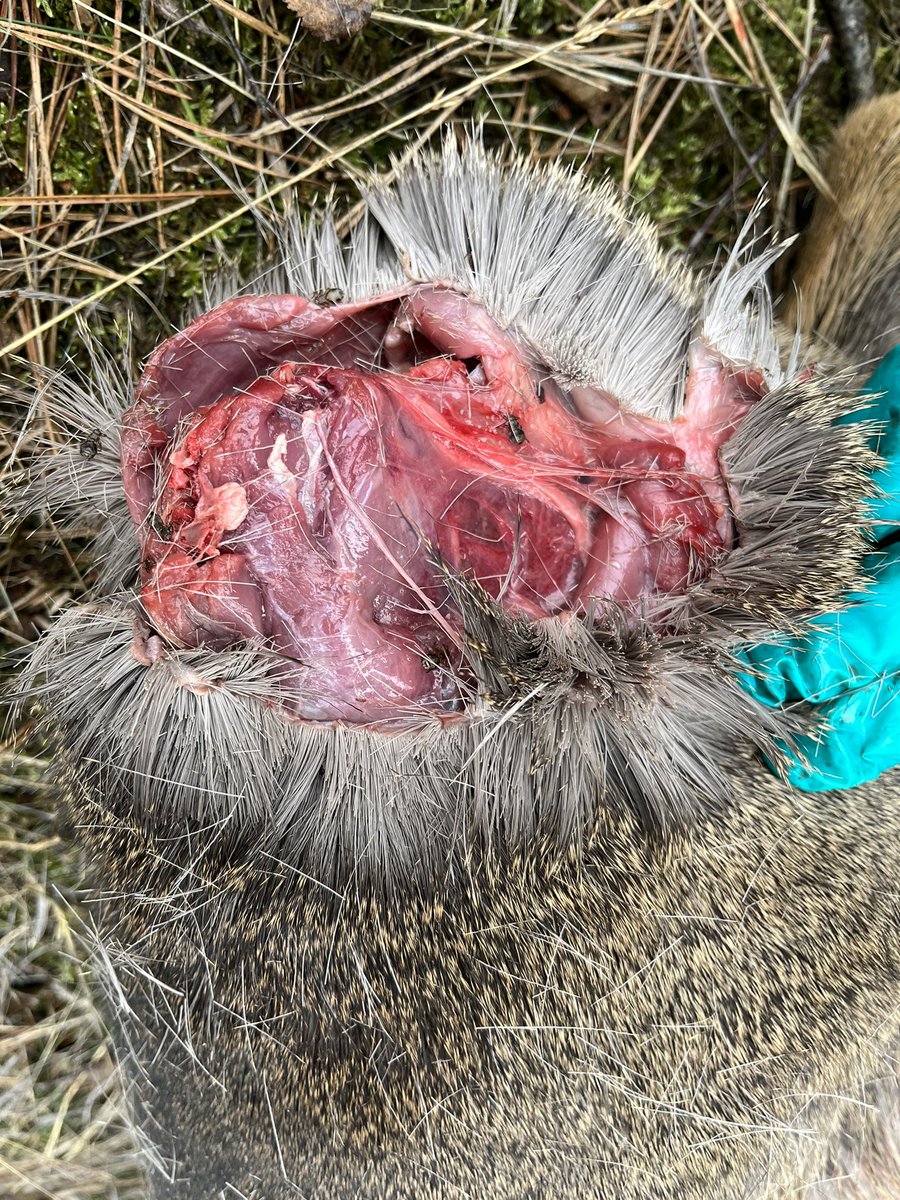 Jan Meesters tweet media