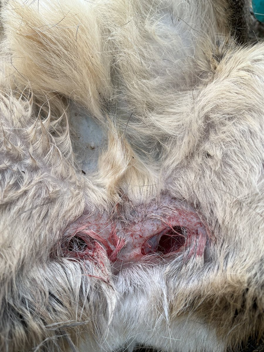 Jan Meesters tweet media