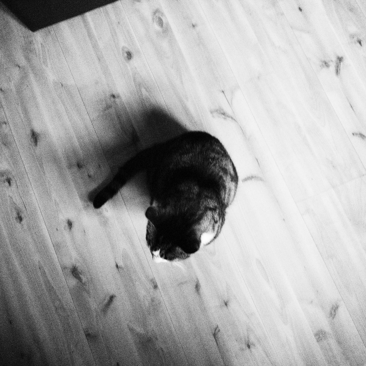 danjhel's tweet photo. #danieljohansson #photography #blackandwhite https://t.co/qMzzy6qKYe
