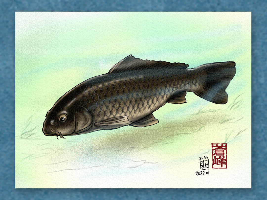 オヤビッチャ お魚イラスト練習中 日本在来種の野鯉が認知されてから それまで親しまれていたコイが外来種扱いされて冷遇されるのを見ると悲しくなります 彼らが持ち込まれたのは遥か昔のこと だそうで それなら帰化生物として認めてあげたいなぁ 魚