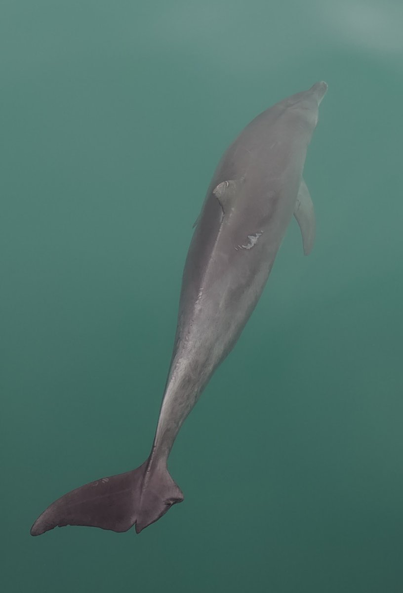 AnimBehSociety's tweet photo. 1/4 This work would not be possible without the collaborative effort of everyone involved with @sb_dolphins. This kind of longitudinal study is especially important for long-lived and slow growing #mammals. Some of my study subjects are older than me! #ABStakeover @TCamille22 https://t.co/uCohmaD9Mt
