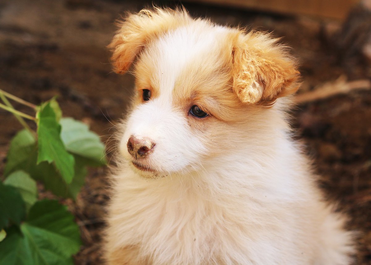Berti_and_Ernie's tweet photo. A little #puppy #picture to warm your heart!  😍 https://t.co/OdRCXimfgI