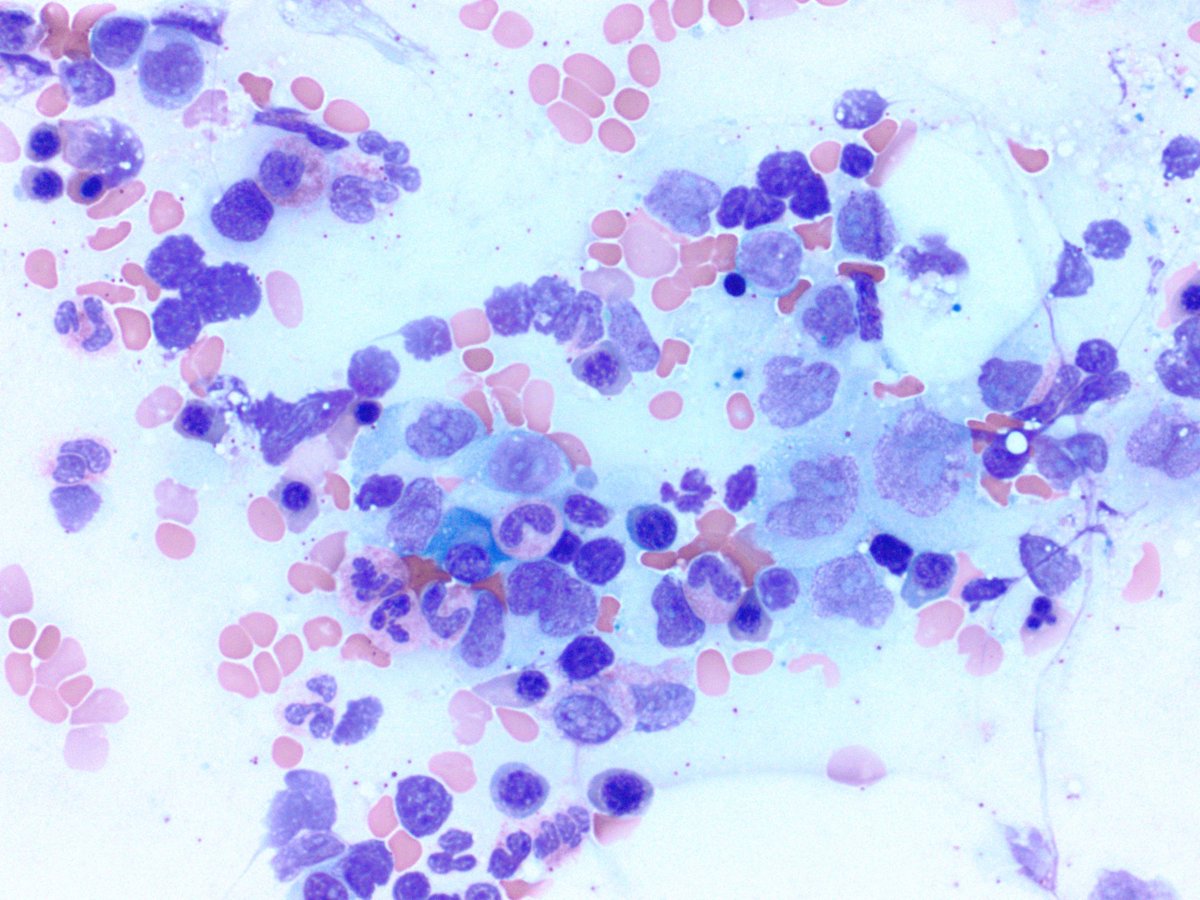 RUSH Pathology tweet media